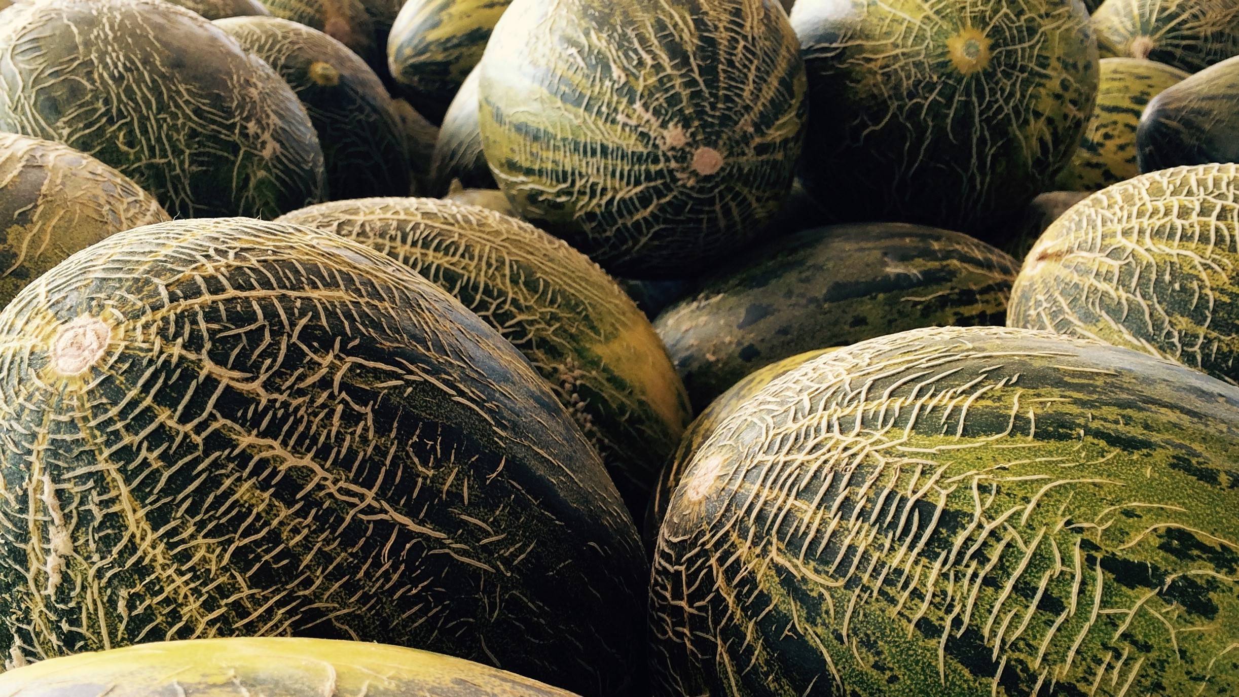 melon biopesticida pulgon